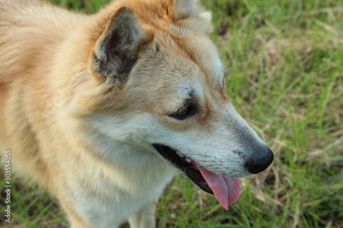 Portrait of brown and white dog looking away   Thai breeds