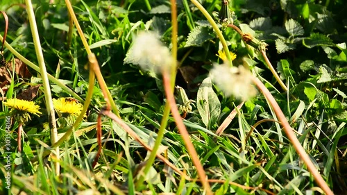 Dandelions in the meadow on a sunny day stagger in the wind