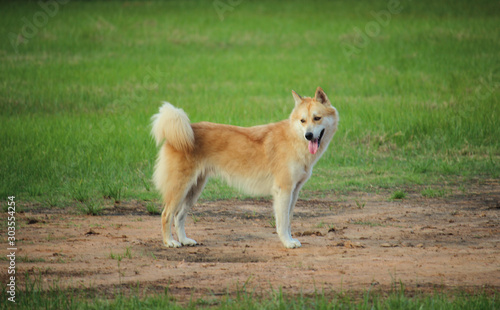 Portrait of brown and white dog looking away | Thai breeds