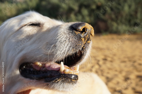 Dog's nose after playing at the beach, sand at the nose, happy dog!