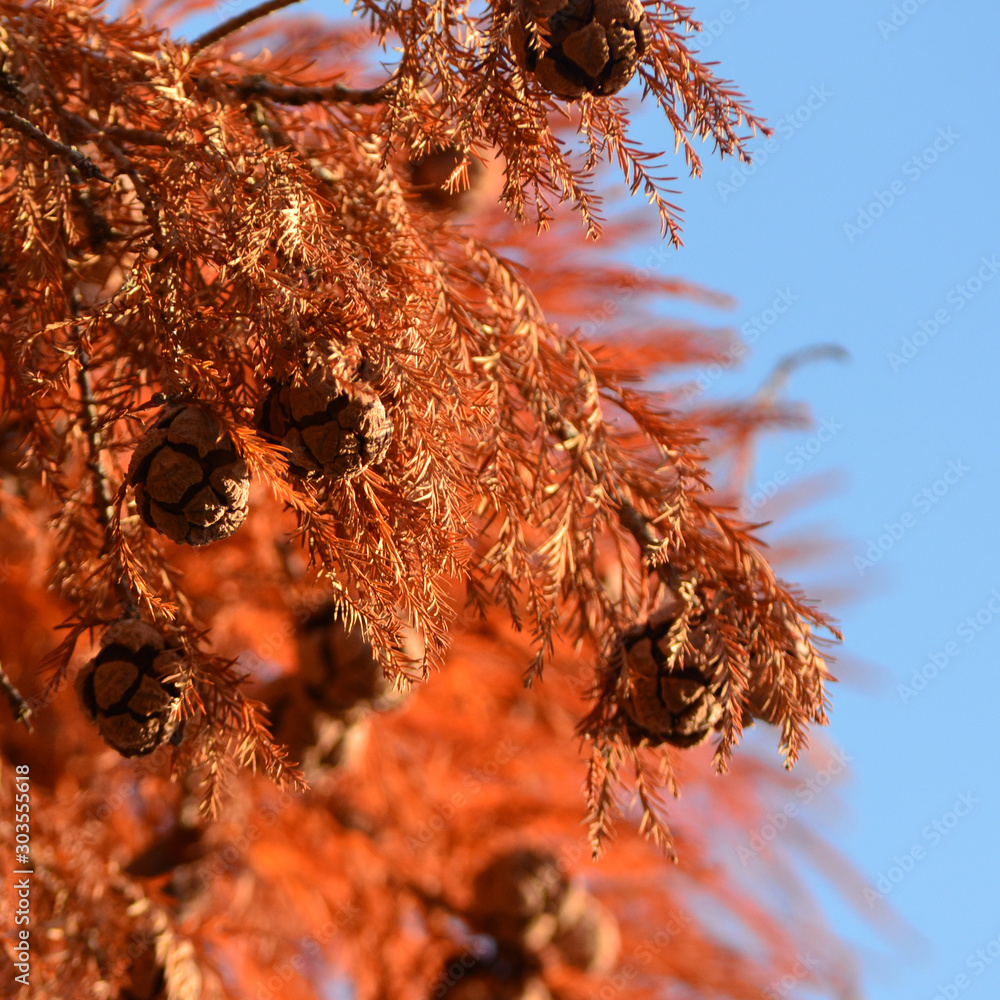 Fotografie Red cypress cones on blue sky background