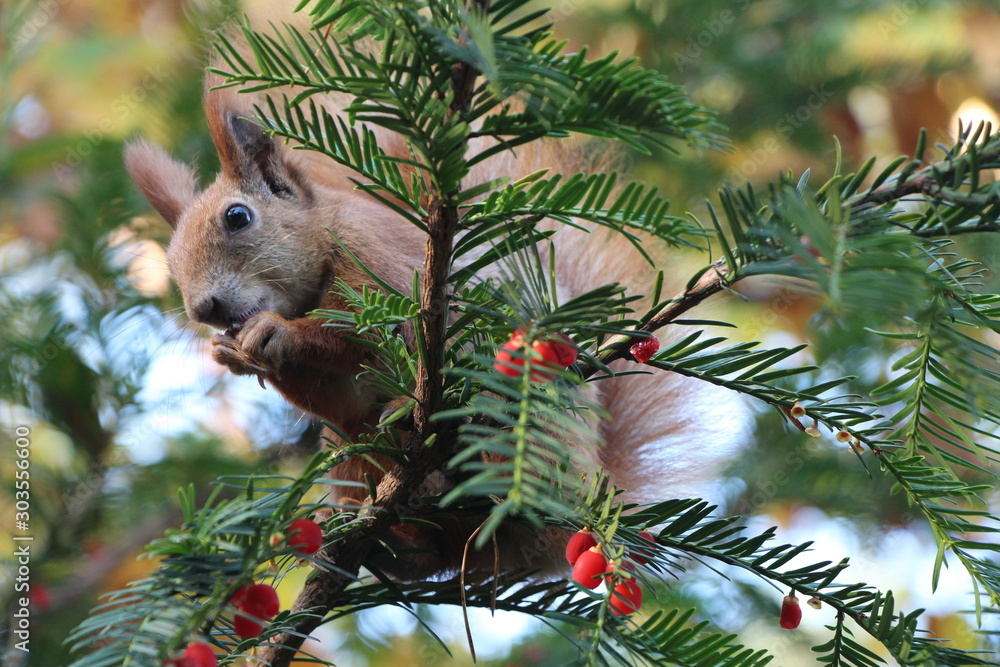 Naklejka czerwona wiewiórka zjada orzechy w lesie