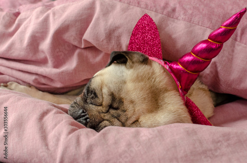 dog breed pug in unicorn hat sleeeping in master's bad photo