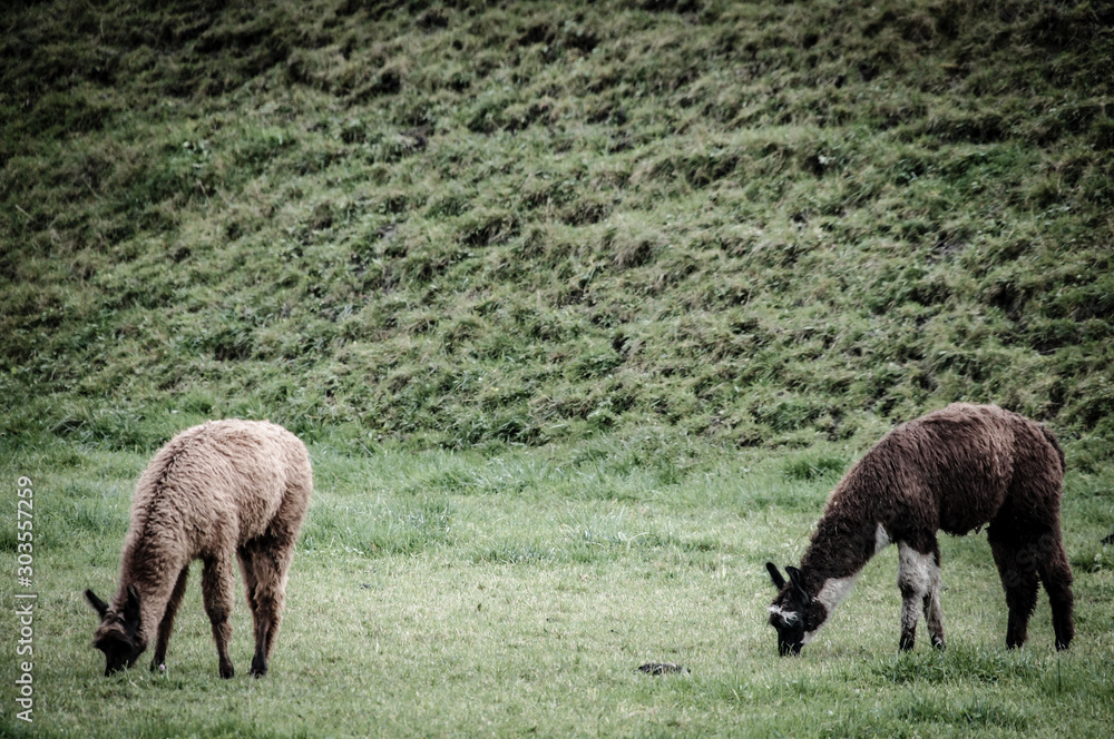 Llamas in middle of Switzerland alps Llamas in middle of Switzerland alps