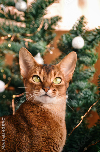 Funny Abyssinian cat next to decorated Christmas tree with garland lights.
