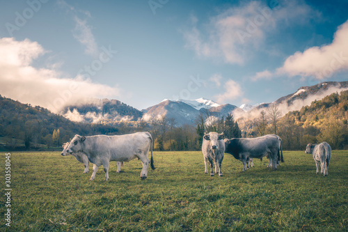 herd of cows grazing in field with mountain background