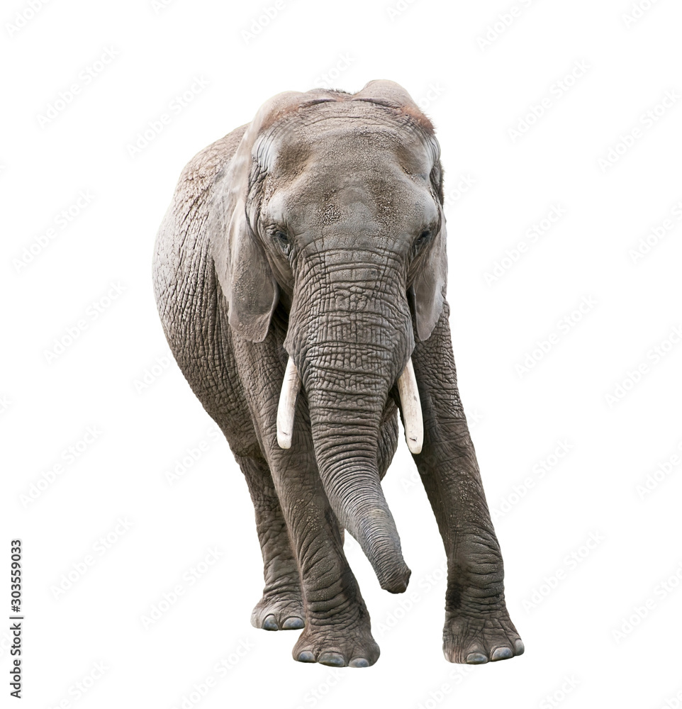 African Elephant on white background
