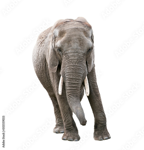 African Elephant on white background