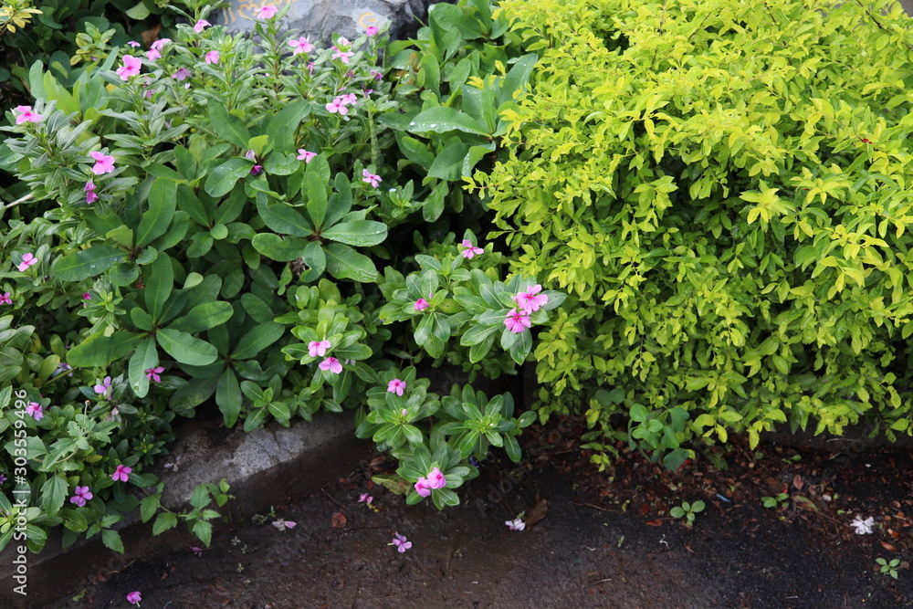 Beautiful Garden with small flower plants Beautiful Garden with small flower plants