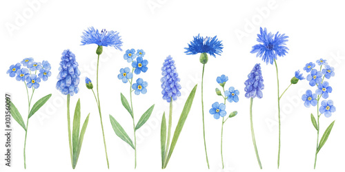 Watercolor wild field blue flowers isolated on white background - muscari, cornflower, forget-me. Botanical illustration