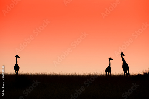 Beautiful sunrise with three giraffes. National park Murchison falls. Uganda. Africa