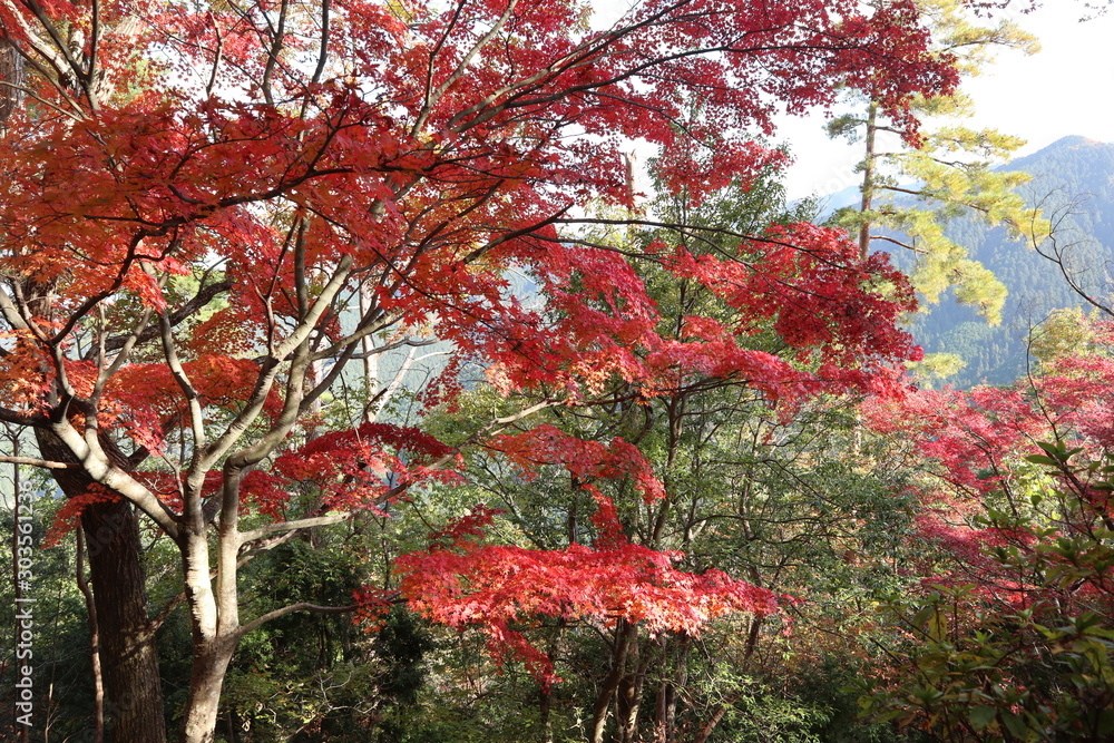 Naklejka premium 吉野山 紅葉