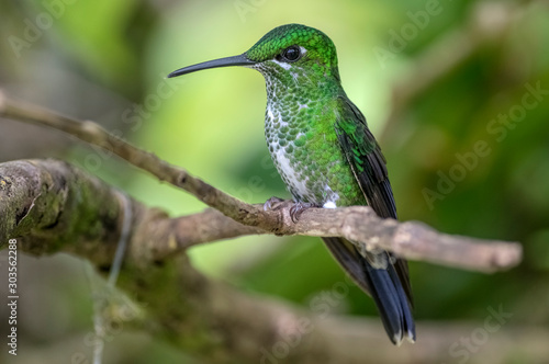 Beautiful Hummingbird. Monteverde. Curi Cancha National Park. Costa Rica