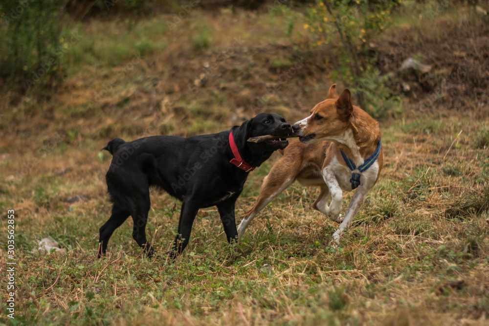 perros jugando con un palo en el campo
