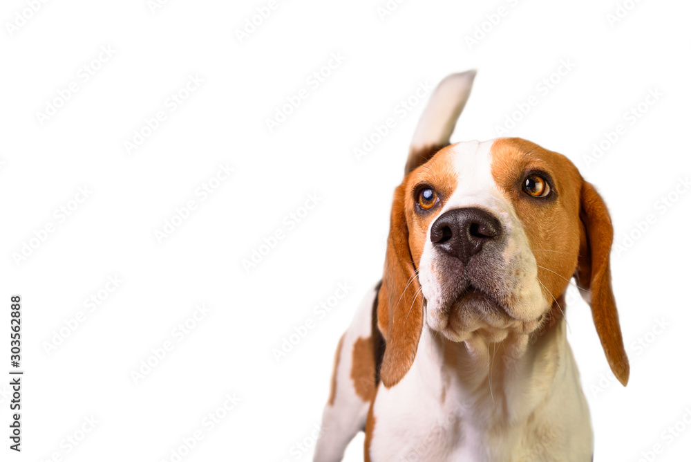 Portrait of a young male beagle dog on white background. Isolated cut out with copy space