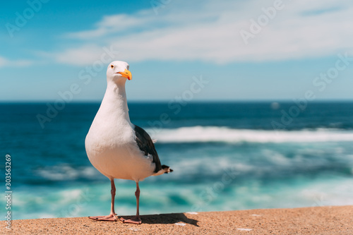 Photo seagull on the beach