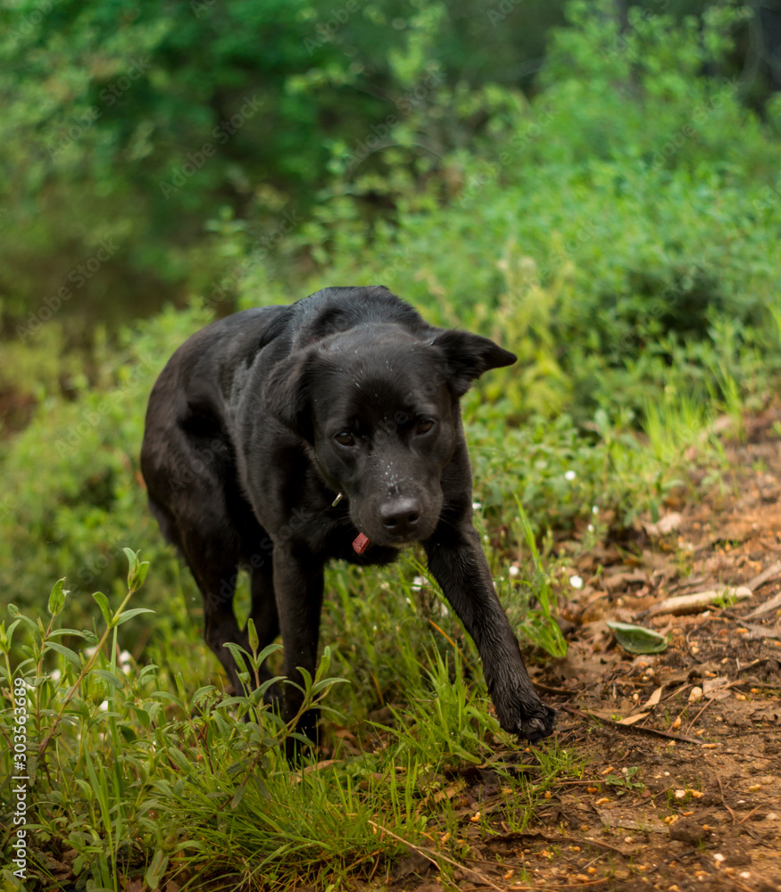 perro negro caminando por monte