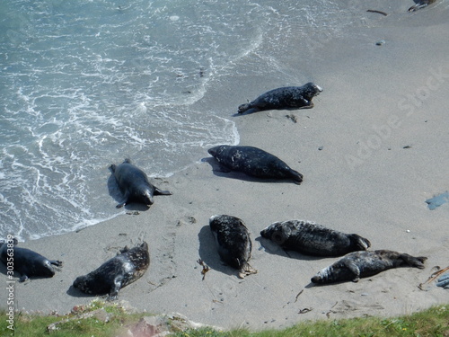atlantic grey seals enjoying the sun at Godrevy point, west Cornwall, England, UK
