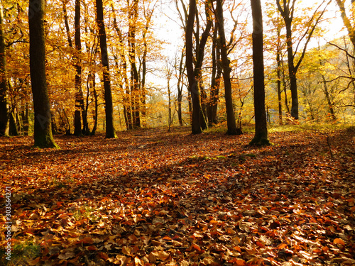 Forêt en automne avec grand troncs sombres et feuilles dorées dans les arbres et feuilles mortes au premier plan