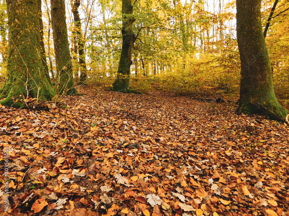 Forêt d'automne, feuilles mortes au sol, beau temps, mousse sur les arbres