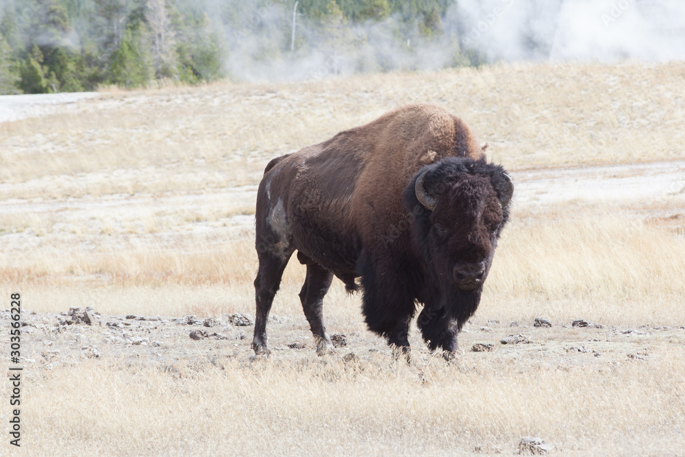 buffalo with geyser in background