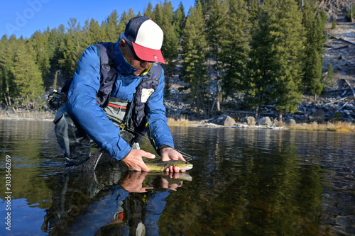 Taking a beautiful brown trout with a fly