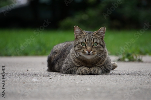 cat lying on grass