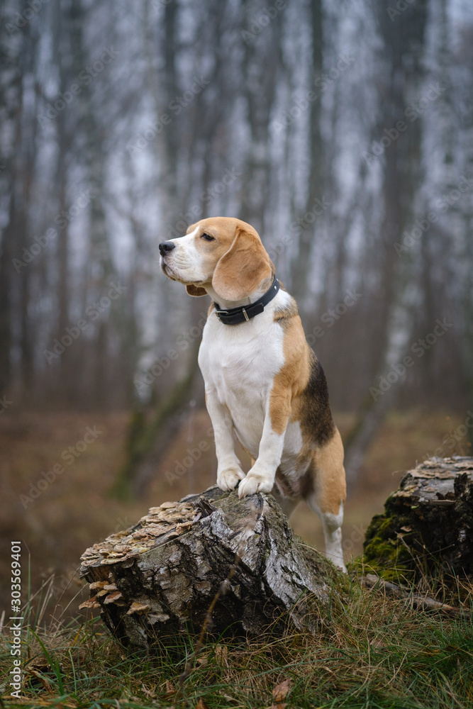funny dog breed Beagle for a walk in the autumn Park in a thick fog. portrait of a Beagle on a landscape background