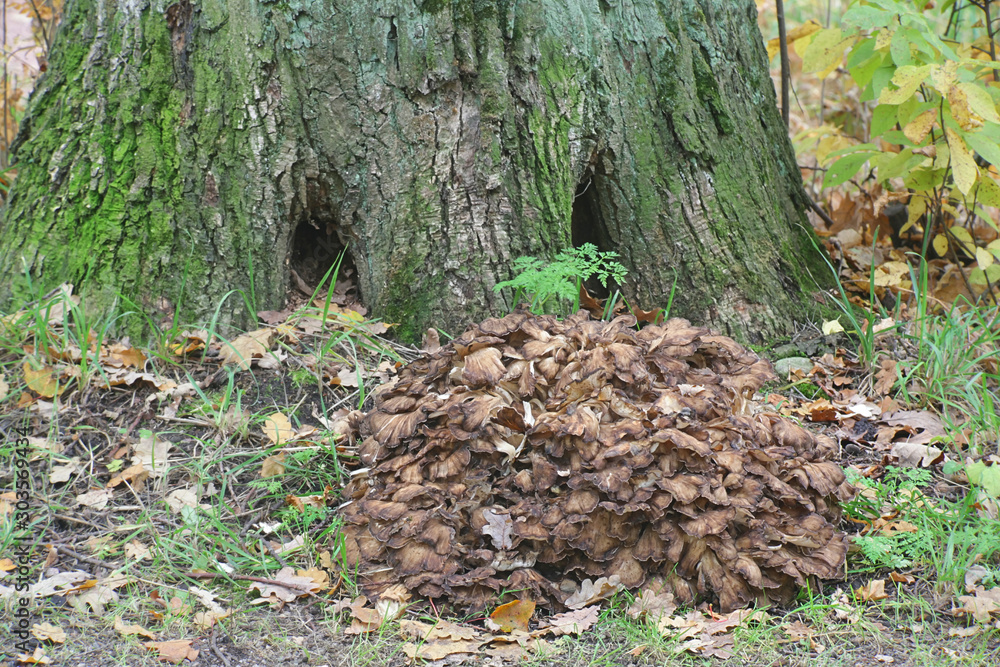 Fototapeta premium Grifola frondosa, known as maitake, hen-of-the-woods, ram's head and sheep's head, widl edible fungus with medicinal properties