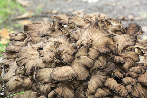 Grifola frondosa, known as maitake, hen-of-the-woods, ram's head and sheep's head, widl edible fungus with medicinal properties photo