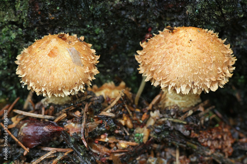 Pholiota squarrosa, known as shaggy scalycap, shaggy Pholiota, or scaly Pholiota, wild mushroom from Finland photo