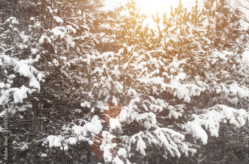Beautiful winter fir tree on snow background. Frosty weather, beautiful nature, background © HENADZY