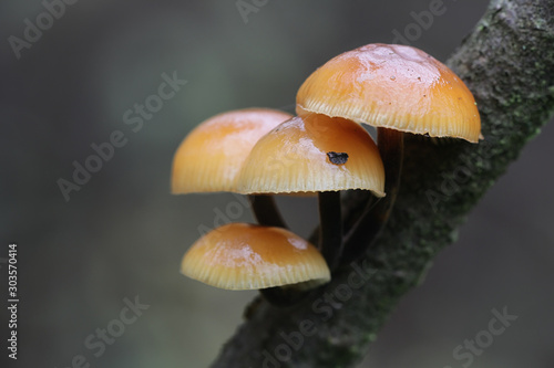 Flammulina velutipes, known as enokitake, futu, seafood mushroom, winter mushroom, winter fungus, velvet foot, velvet stem, velvet shank, growing wild in Finland