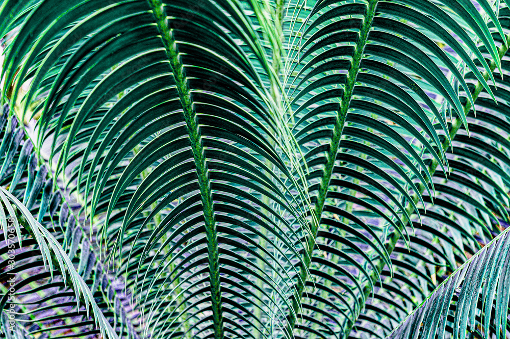 tropical palm leaf and shadow, abstract natural background, dark tone tropical palm leaf and shadow, abstract natural background, dark tone