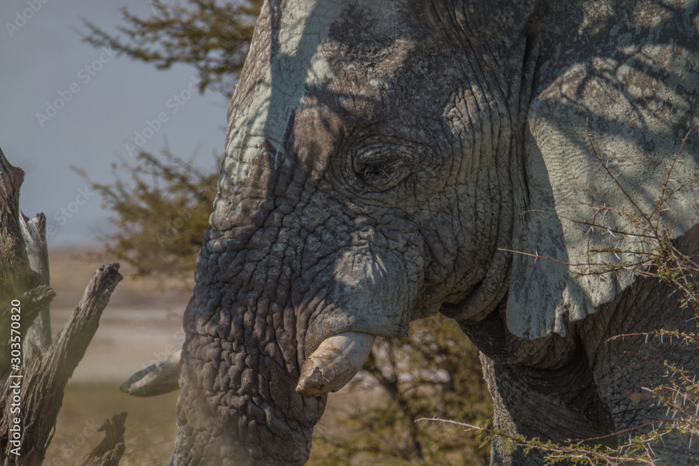 Porträt: sehr alter, faltiger afrikanischer Elefant, bedeckt mit