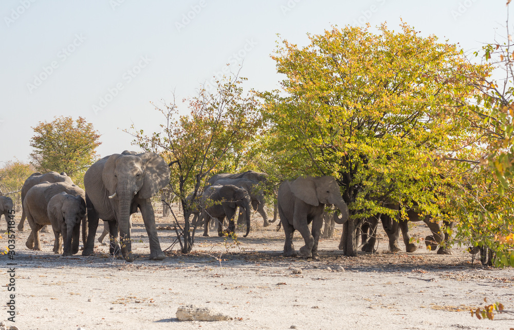 Φωτογραφία Herde von Elefanten beim Fressen im Mopane-Wald, Etosha Nationalpark, Namibia, A