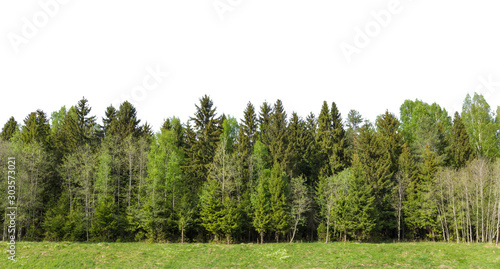 Fototapeta Naklejka Na Ścianę i Meble -  Summer green forest on the horizon with grass is isolated. The edge of a forest with deciduous and coniferous trees, natural background.
