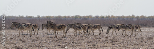 Panorama einer Herde Zebras im d  rren Grasland  Etosha Nationalpark  Namibia  Afrika