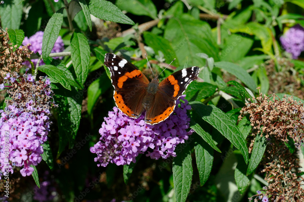 Schmetterling Admiral (Vanessa atalanta) , Sommerflieder, Herbstflieder, Schmetterlingsflieder oder Schmetterlingsstrauch (Buddleja davidii), blühend, Deutschland, Europa Schmetterling Admiral (Vanessa atalanta) , Sommerflieder, Herbstflieder, Schmetterlingsflieder oder Schmetterlingsstrauch (Buddleja davidii), blühend, Deutschland, Europa