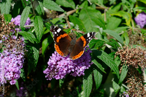 Schmetterling Admiral (Vanessa atalanta) , Sommerflieder, Herbstflieder, Schmetterlingsflieder oder Schmetterlingsstrauch (Buddleja davidii), blühend, Deutschland, Europa photo