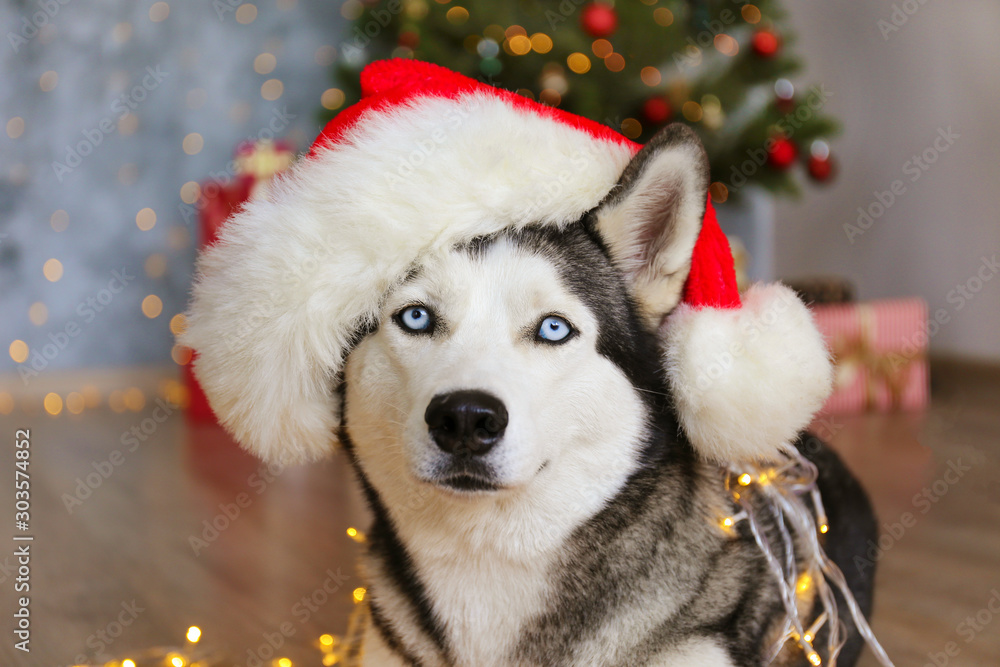 Black and white siberian husky on Christmas eve concept. Adorable doggy wearing santa claus hat, lying down on the floor over pine tree with bokeh lights . Festive background, close up, copy space.