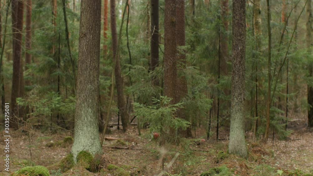 mysterious spruce forest, tree trunks covered with green moss, panorama mysterious spruce forest, tree trunks covered with green moss, panorama