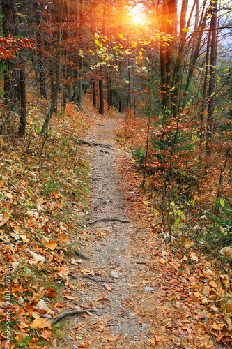 pathway in autumn forest