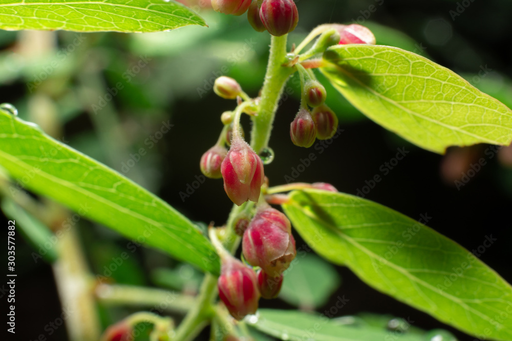 closeup beautiful and fresh fruits of Bilimbing. closeup beautiful and fresh fruits of Bilimbing.