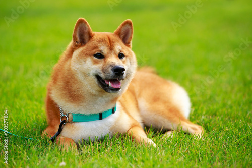 The dog breed Shiba inu