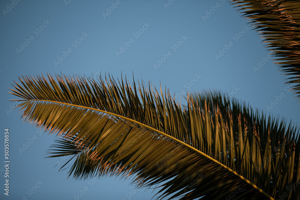 Fotografie Palm leaves on blue sky background
