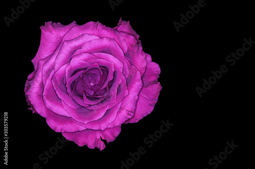 pink rose isolated on black background