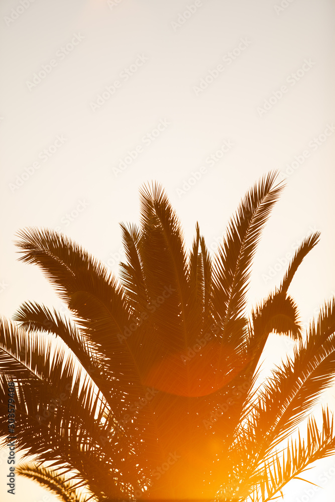 Palm tree on the beautiful, colorful background. Silhouette palm trees in sunset. Palm tree silhouette at evening sky on tropical island. The rays of the sun fall on the palm. Vacation mood
