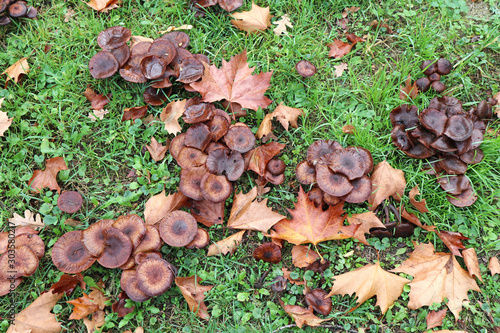 Lot of mushroom in the woods