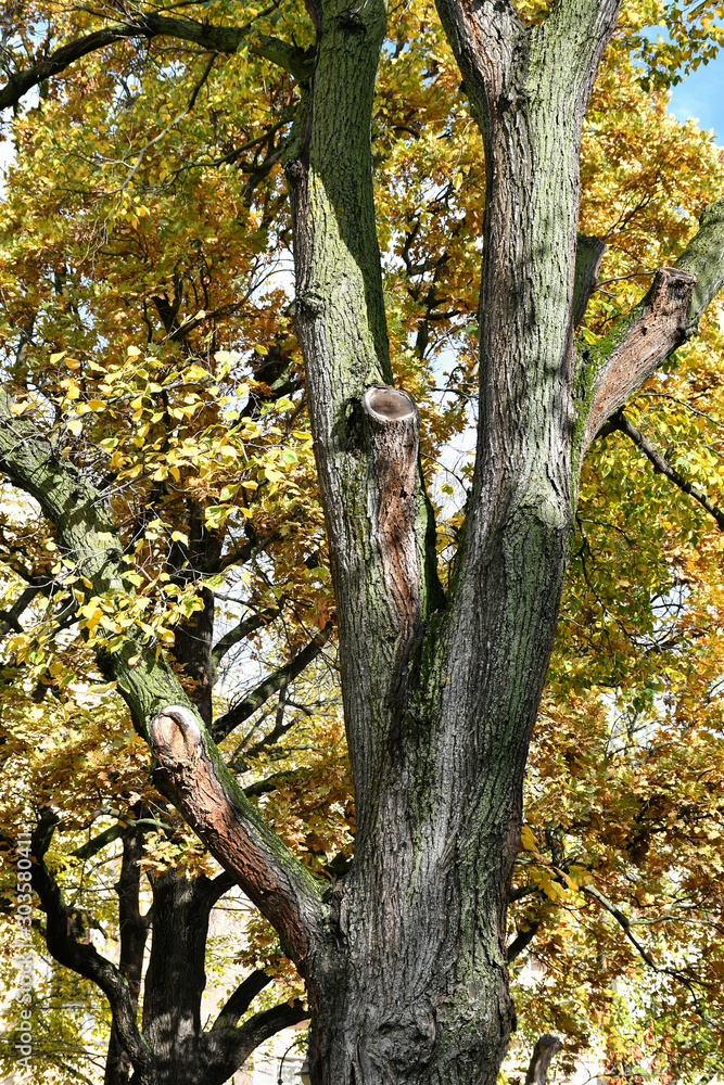 Tree trunks in the woods in autumn time Tree trunks in the woods in autumn time